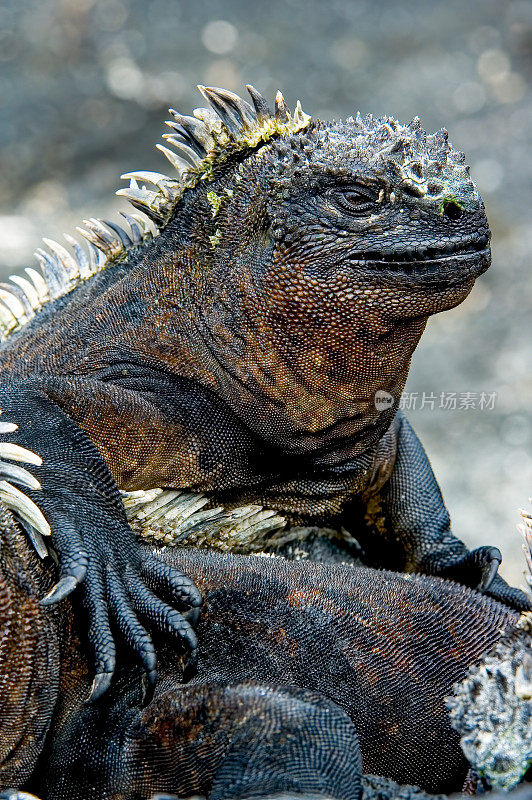 加拉帕戈斯海鬣蜥，Amblyrhynchus critatus, Punta Espinosa，费尔南迪纳岛;加拉帕戈斯群岛。姥。